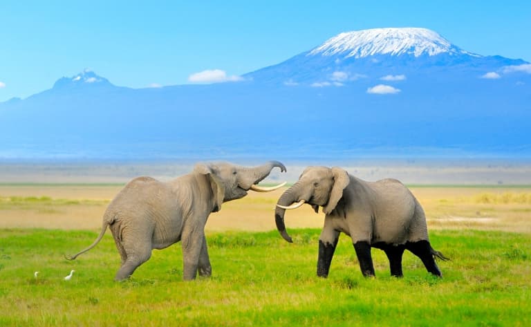Troupeaux paissant devant le Kilimandjaro…