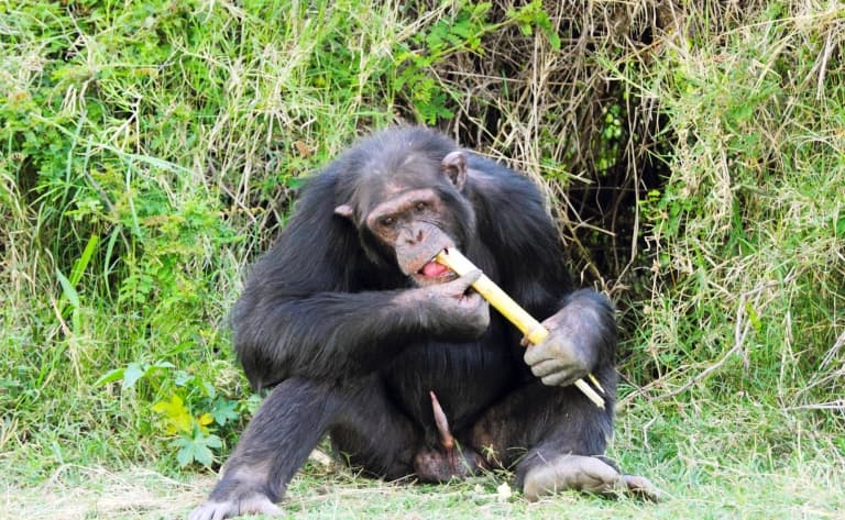 Aux pieds du Mont Kenya, le sanctuaire des chimpanzés