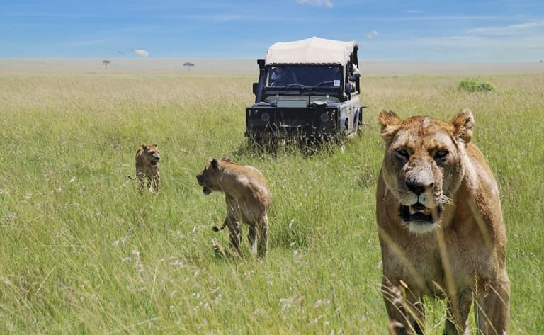 Safari dans la mythique réserve nationale du Masai Mara
