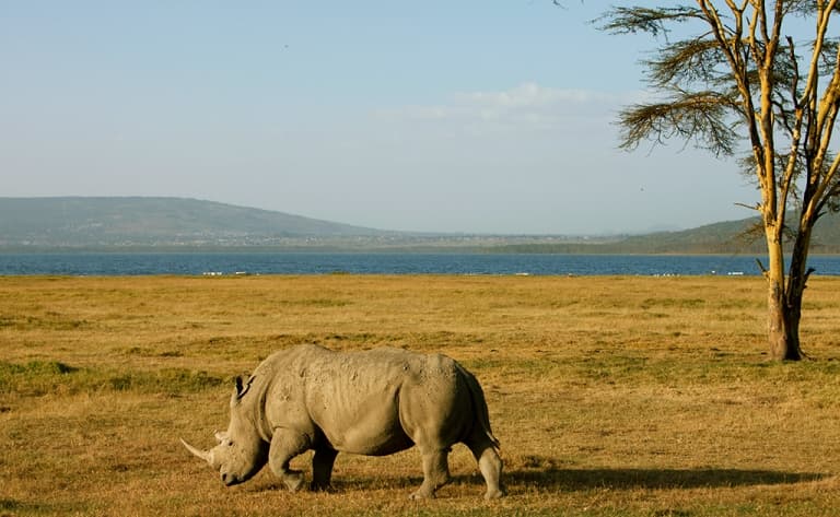 Safari dans la mythique réserve nationale du Masai Mara